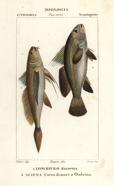 长尾大黄鱼（Lonchurus lanceolatus）1 和小黄鱼、大黄鱼、石鲈、鲥鱼（Argyrosomus regius）2 作者 科西科西