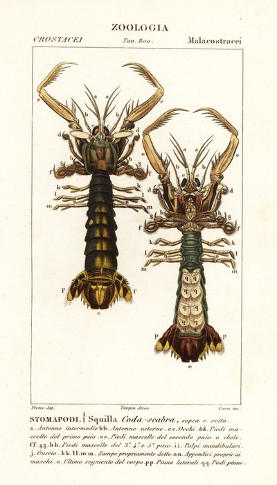 螳螂虾、Lysiosquilla scabricauda 作者 科西科西