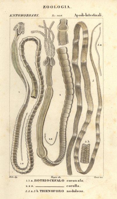 寄生蠕虫和绦虫：冠状双尾蝇 1、冠状双尾蝇 2 和梭子鱼绦虫 Triaenophorus nodulosus 3 作者 科西科西