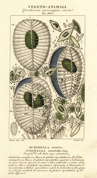 浮游生物、Surirella striatula、Surirella striata 作者 科西科西