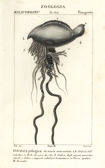 葡萄牙战人， Physalia physalis 作者 科西科西