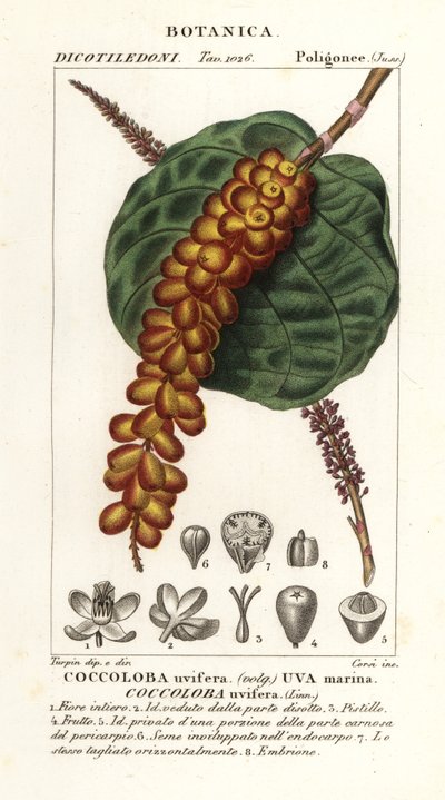 海葡萄或月桂，Coccoloba uvifera，Uva marina 作者 科西科西