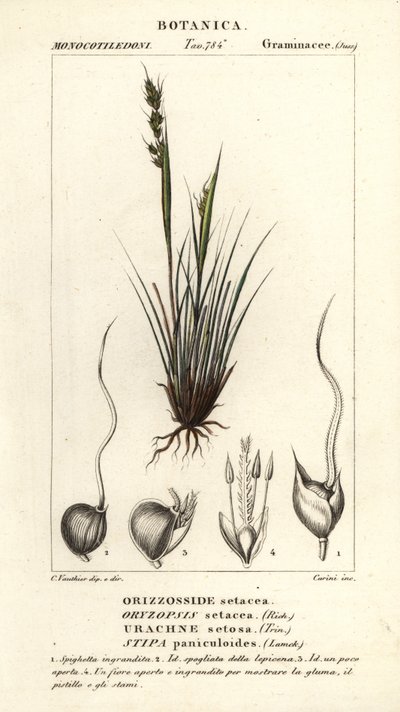 矛草，Piptochaetium panicoides 作者 科西科西