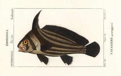 斑纹鼓，Equetus punctatus Eques punctatus，Cavaliere punteggiato 作者 科西科西