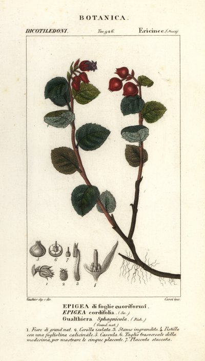 茶莓，Gaultheria domingensis 作者 科西科西
