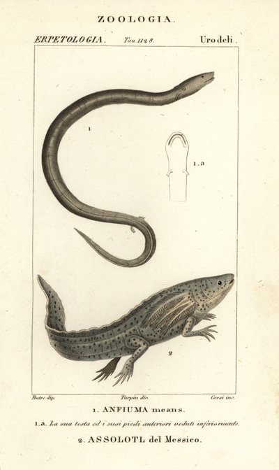 二趾 amphiuma，Amphiuma 的意思，Anfiuma 的意思 1，以及极度濒危的蝾螈或墨西哥行走鱼，Ambystoma mexicanum，Assolotl del Messico 2 作者 科西科西