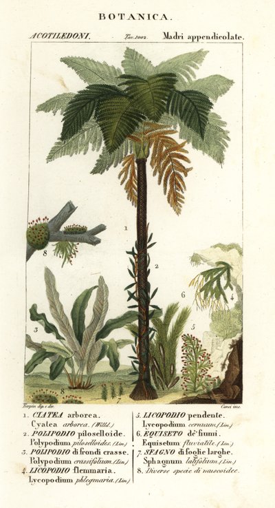 西印度树蕨、Cyathea arborea、藤本蕨、Microgramma piloselloides 2、优雅蕨、Niphidium crassifolium 3、粗流苏蕨、Huperzia phlegmaria 4、鹿角俱乐部苔、Lycopodiella cernua 5、水马尾 作者 科西科西