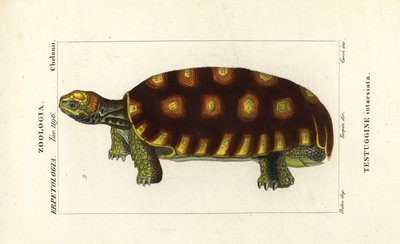 黄脚陆龟或巴西巨龟，Chelonoidis denticulatus Testudo tabulata Testuginne intarsiata 作者 科西科西
