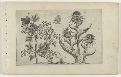 Mariadistel 的 Aalbes
Cognoscite lilia（系列名称） 作者 Crispijn van de Passe (I)（归属于）