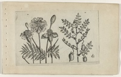 非洲和鹰嘴豆
百合花（系列名称） 作者 Crispijn van de Passe (I)（归属于）
