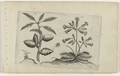 杏树和金报春花
百合花 作者 Crispijn van de Passe (I)（归属于）