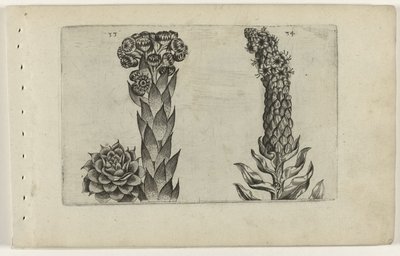 雷公叶和毛蕊花
百合花 作者 Crispijn van de Passe (I)（归属于）