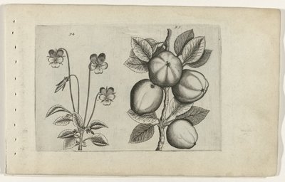 三色堇和苹果
百合花（系列名称） 作者 Crispijn van de Passe (I)（归属于）