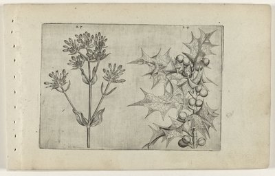 Centaury() 和 Holly
莉莉娅（Cognoscite lilia）（系列名称 作者 Crispijn van de Passe (I)（归属于）