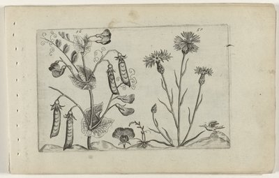 豌豆和矢车菊
百合花（系列名称） 作者 Crispijn van de Passe (I)（归属于）
