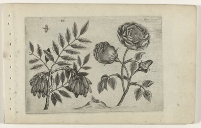 En roos
Cognoscite lilia（系列名称） 作者 Crispijn van de Passe (I)（归属于）