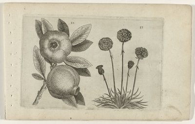 石榴和英国草
百合花 作者 Crispijn van de Passe (I)（归属于）