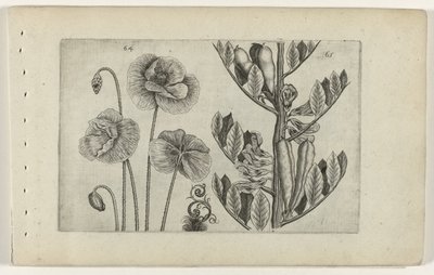 大罂粟和蚕豆
百合花 作者 Crispijn van de Passe (I)（归属于）