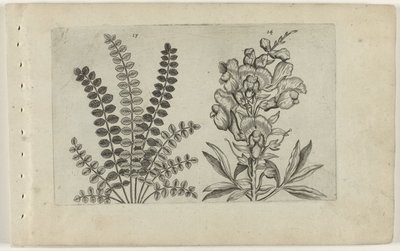 小百日草和金鱼草
百合花 作者 Crispijn van de Passe (I)（归属于）