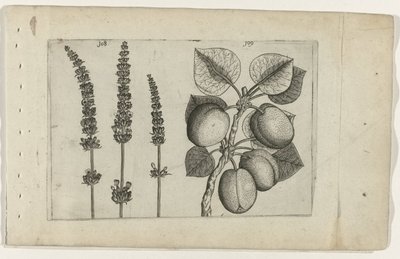 阿布里科斯的拉芬德尔
Cognoscite lilia（系列名称） 作者 Crispijn van de Passe (I)（归属于）