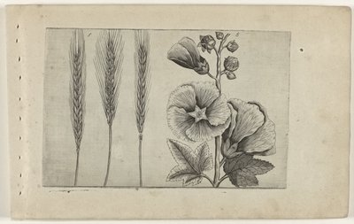 黑麦和冬青
百合花 作者 Crispijn van de Passe (I)（归属于）