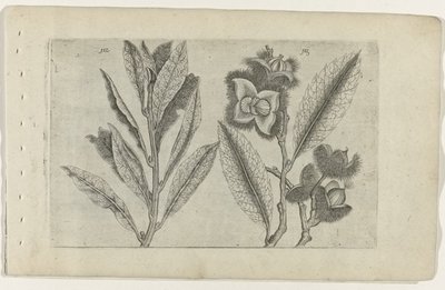 鼠尾草和甜栗子
百合花（系列名称） 作者 Crispijn van de Passe (I)（归属于）