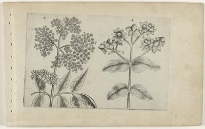 Sering en mansbloed
认识莉莉娅（系列名称） 作者 Crispijn van de Passe (I)（归属于）