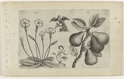 钥匙花和梨
百合花（系列名称） 作者 Crispijn van de Passe (I)（归属于）