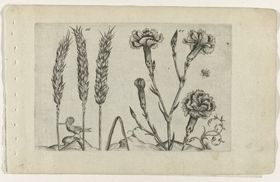 "我的"(Tarwe en tuinanjer)
认识莉莉娅（系列名称） 作者 Crispijn van de Passe (I)（归属于）