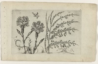 Tuinanjer en brem
Cognoscite lilia（系列名称） 作者 Crispijn van de Passe (I)（归属于）