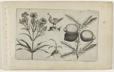 Tuinanjer en citroen
认识莉莉娅（系列名称） 作者 Crispijn van de Passe (I)（归属于）