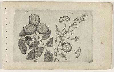 核桃树和田缚草
百合花（系列名称） 作者 Crispijn van de Passe (I)（归属于）