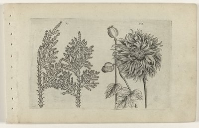 刺桐和沉睡的地球仪
百合花（系列名称） 作者 Crispijn van de Passe (I)（归属于）