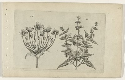 天鹅花和小花鼠尾草
百合花（系列名称） 作者 Crispijn van de Passe (I)（归属于）