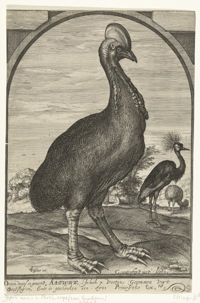 Casuary, 由 Willem Jacobsz.从东印度群岛带来并赠送给莫里斯亲王，1614 年 作者 Crispijn van den Queborn（归属于）