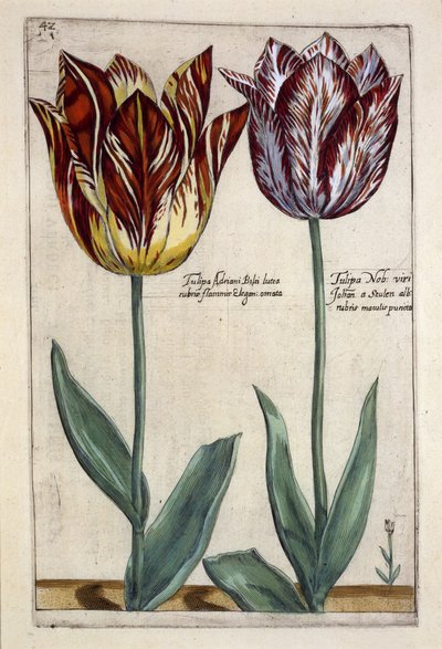 Tulipa Adriani Bilsi和Tulipa Nob viri Johan a Seulen，来自&39;Hortus Floridus&39;，出版于1614年（手工彩色雕刻） 作者 克里斯平轭