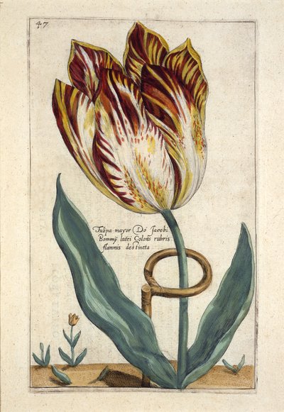 Tulipa Mayor Do Jacobi Bommy，47号板块，来自&39;Hortus Floridus&39;1614年出版（手工彩色雕刻） 作者 克里斯平轭
