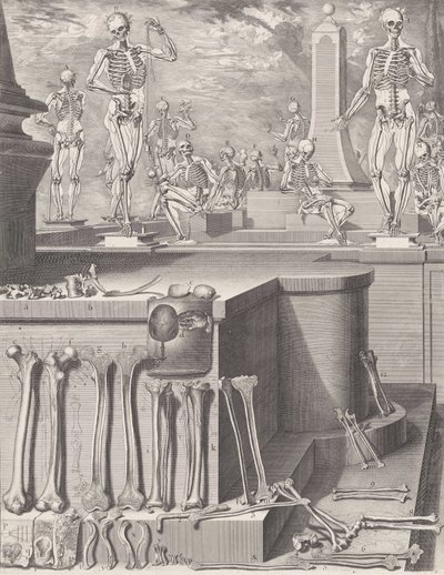 未出版的《解剖图集》图版，图版约为1680-9。1680-9..., Plate ca.1680-94，1740年印刷。 作者 克里斯索斯托莫·马丁内斯