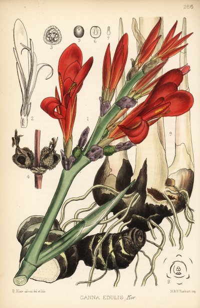 印度射击、achira 或 meeru、Canna indica (Canna edulis)。 汉哈特 (Hanhart) 手绘版画，根据大卫·布莱尔 (David Blair) 绘制的植物插图，来自伦敦罗伯特·本特利 (Robert Bentley) 和亨利·特里门 (Henry Trimen) 的药用植物 作者 布莱尔
