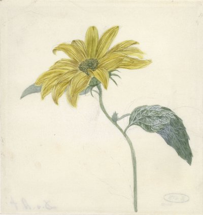 向日葵 作者 D.范阿尔芬