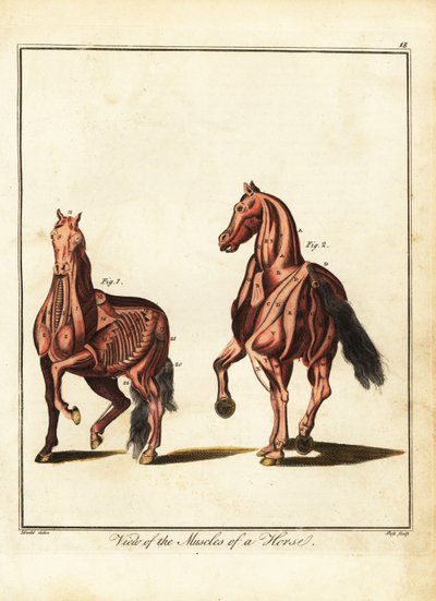 马的肌肉组织。 1792（刻） 作者 丹尼尔（后）多德