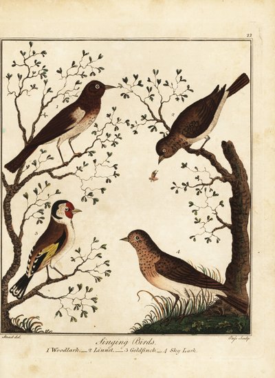 鸣禽：林雀、红雀、金翅雀、云雀。 1792（刻） 作者 丹尼尔（后）多德