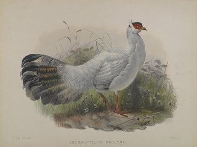 Crossoptilon Drouynii（彩色平版印刷）。 作者 丹尼尔·吉罗和古尔德·约翰·埃利奥特