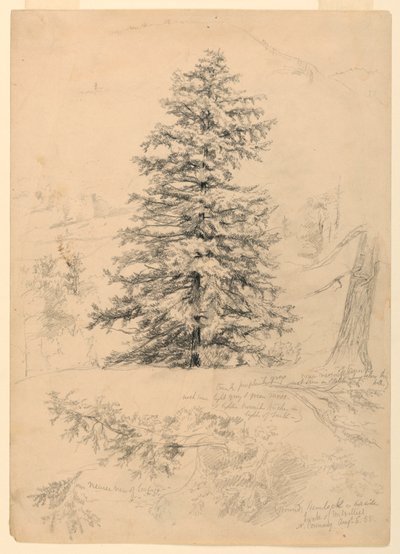 素描，铁杉研究，新罕布什尔州北康威，1855 年 8 月 6 日 作者 丹尼尔·亨廷顿