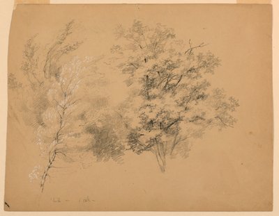 研究树木、桦树和橡树 作者 丹尼尔·亨廷顿