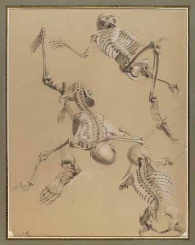 研究骨架，1848年（粉笔在纸上） 作者 丹尼尔·亨廷顿