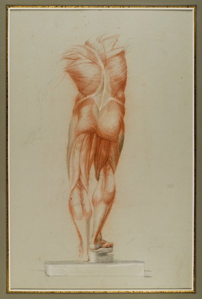 Écorché（肌肉组织图研究），c.1848（纸上粉笔和石墨） 作者 丹尼尔·亨廷顿