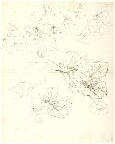 叶片研究 作者 丹克瓦特·德雷尔