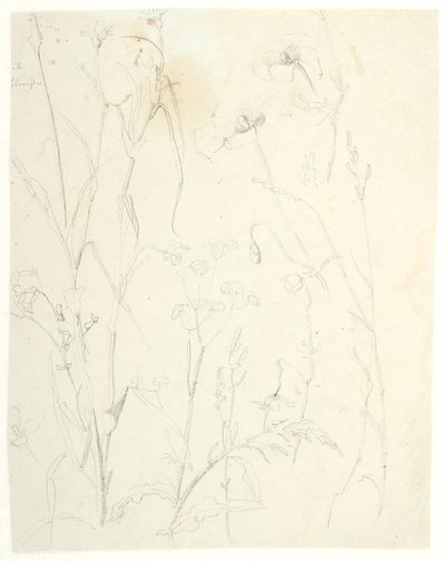 植物学家 作者 丹克瓦特·德雷尔