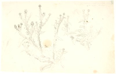 对蓟马的研究 作者 丹克瓦特·德雷尔